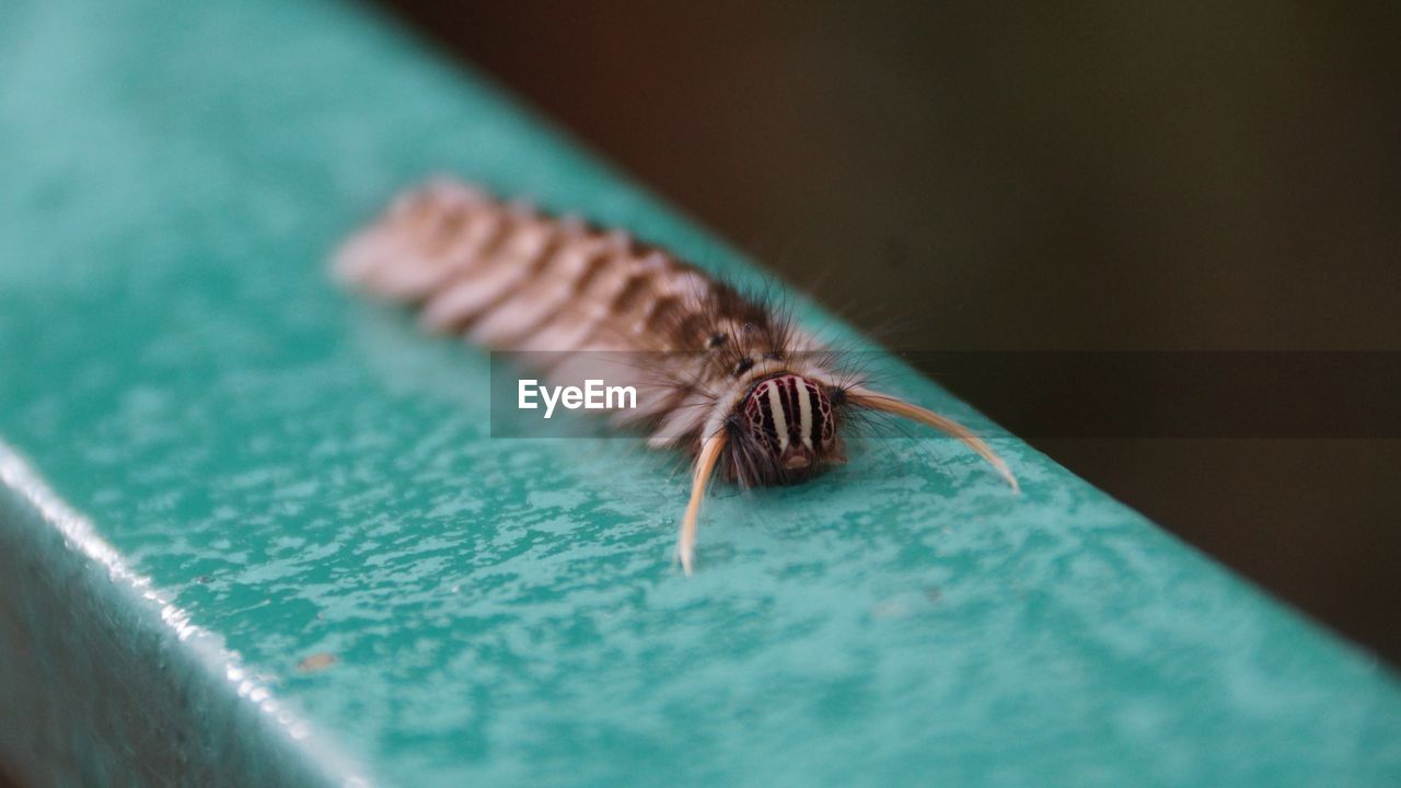 Close-up of insect on railing