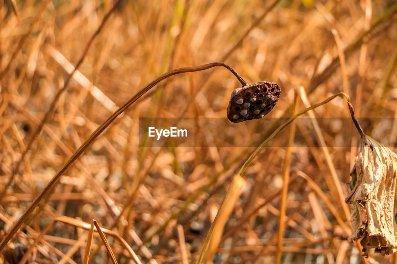 CLOSE-UP OF LADYBUG ON PLANT