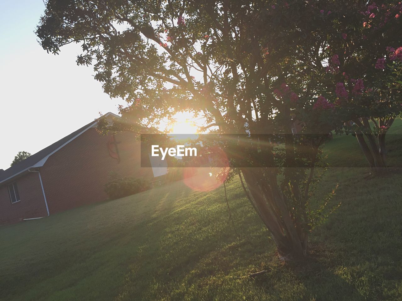 SUN SHINING THROUGH TREES IN LAWN