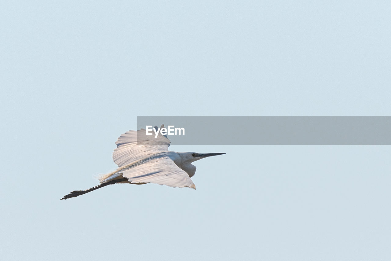 Low angle view of bird flying in blue sky