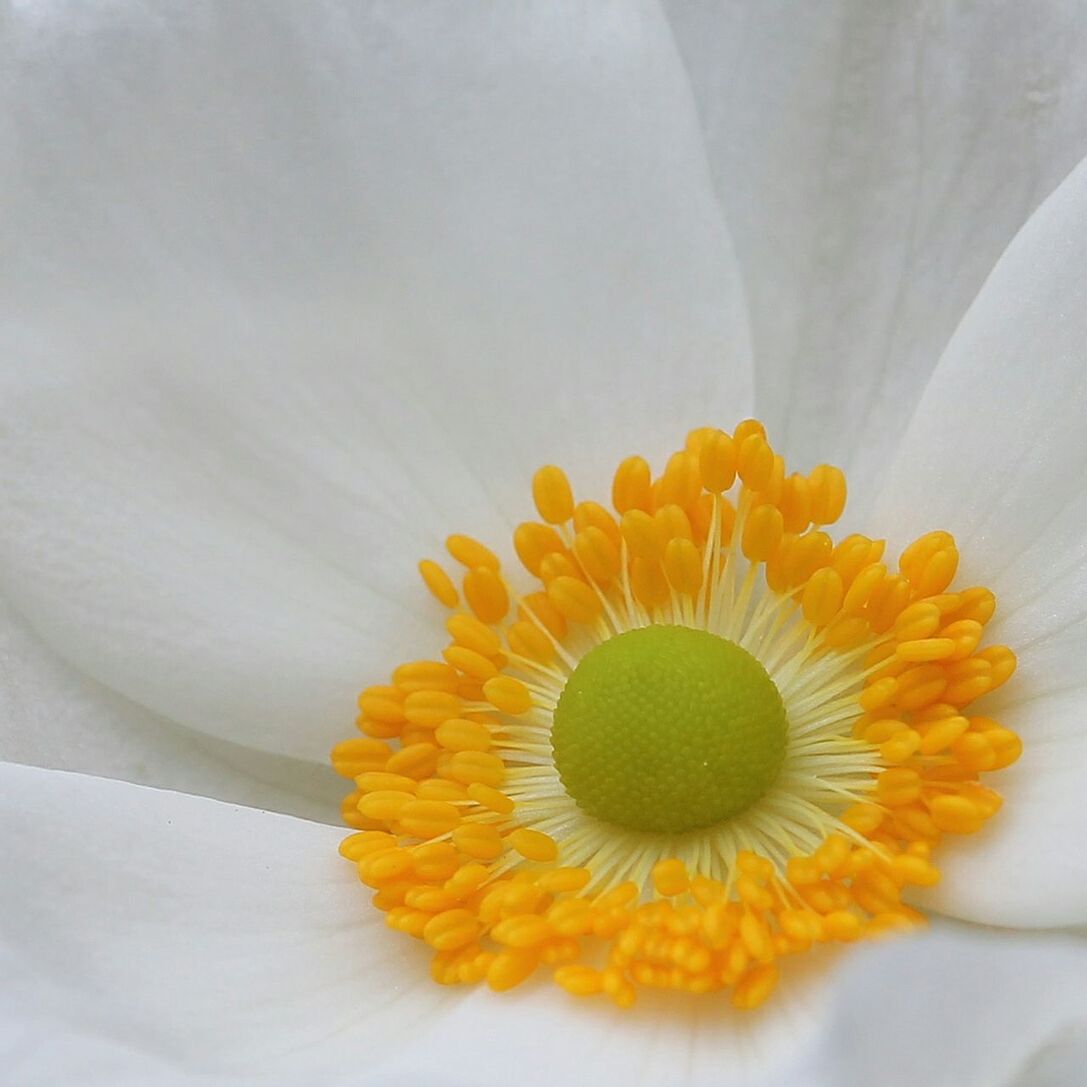 CLOSE-UP OF DAISY FLOWERS