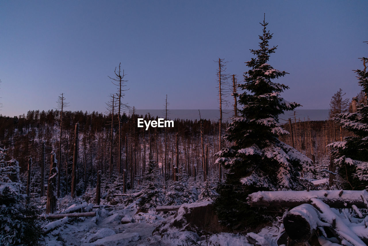 Trees on snow covered field against sky