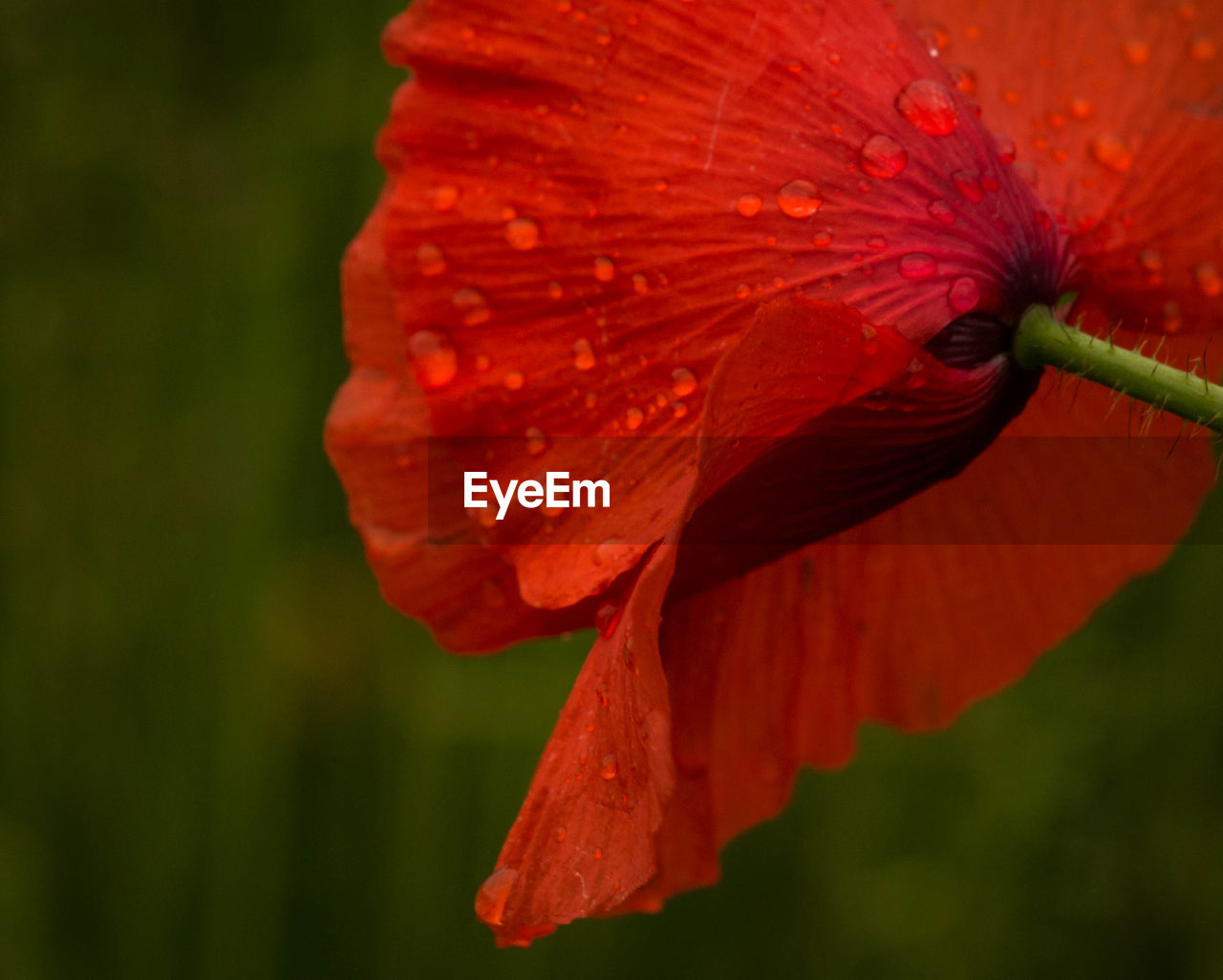 CLOSE-UP OF WET FLOWER BLOOMING OUTDOORS