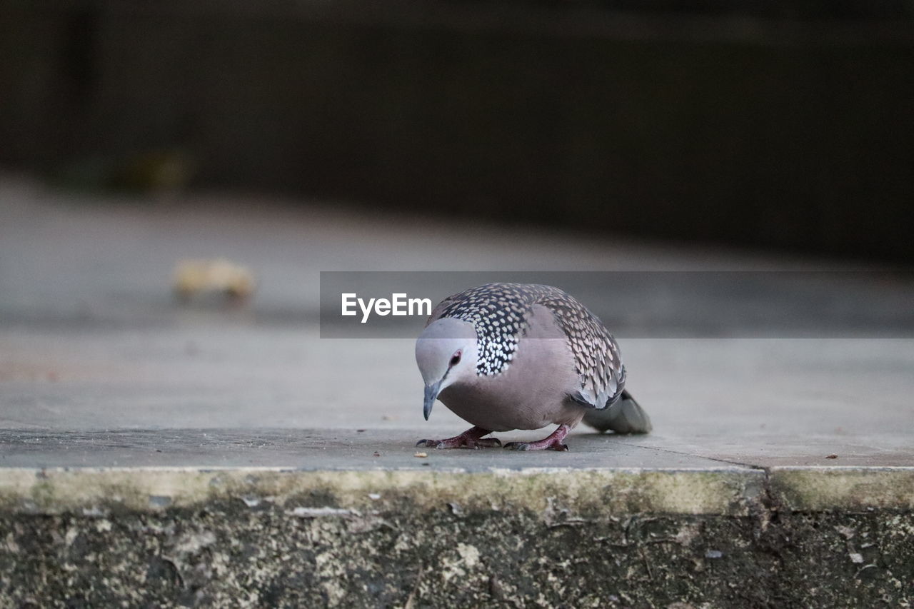 Close-up of pigeon perching on retaining wall