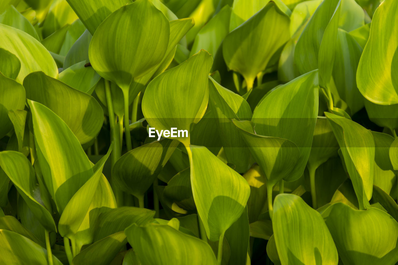 Full frame shot of yellow leaves