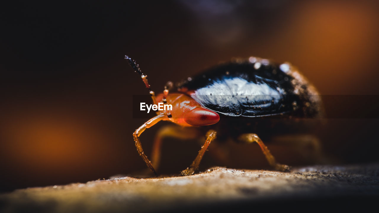 Closeup of a tiny geocoris flaviceps, a species of big eyed bugs, that i was very lucky to find.