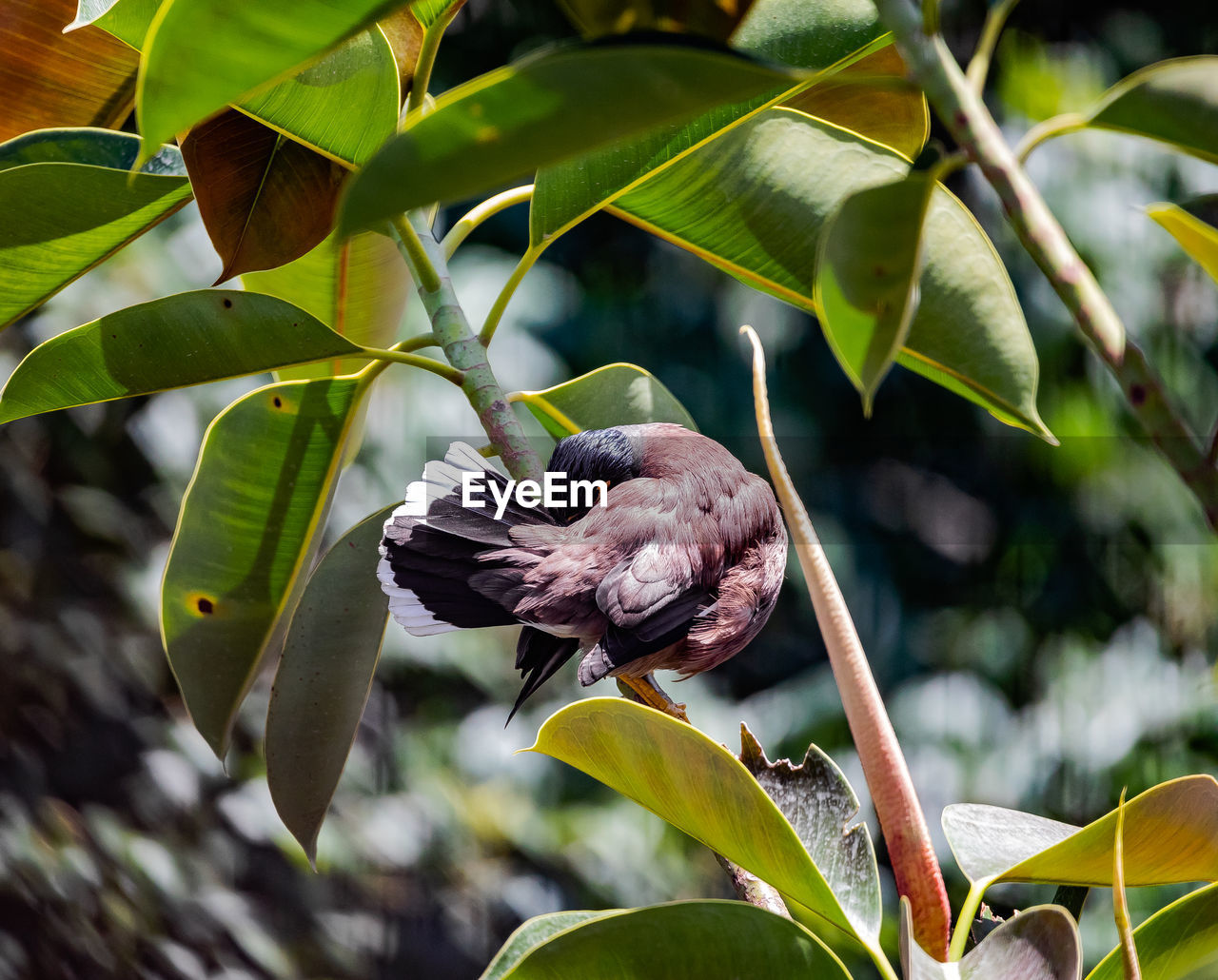 CLOSE-UP OF BUTTERFLY PERCHING ON A PLANT