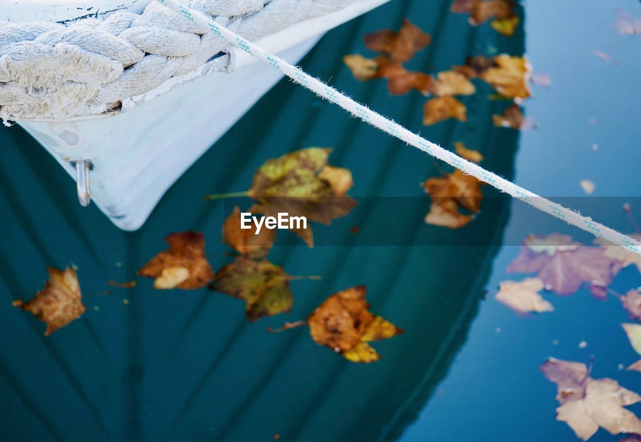 High angle view of dry leaves on plant during autumn