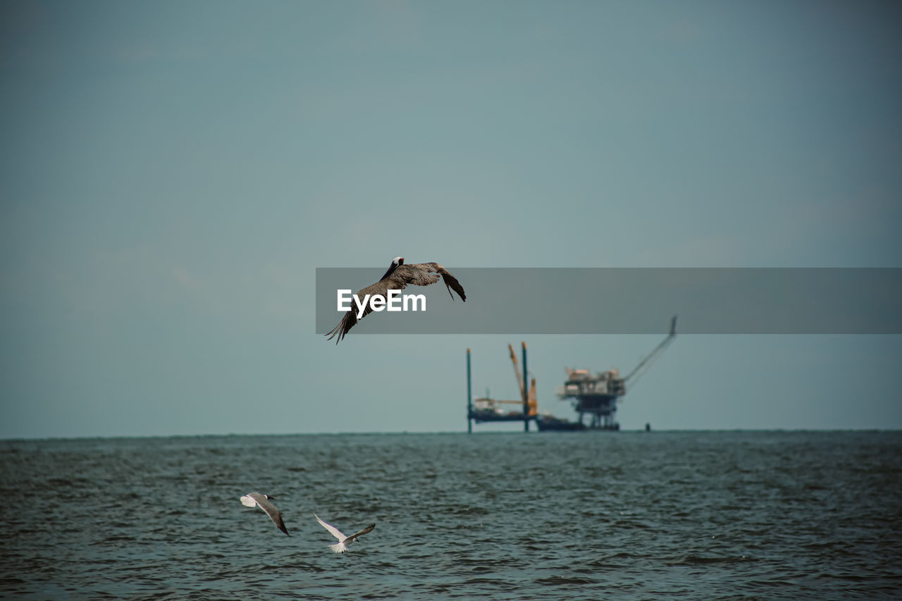 SEAGULL FLYING OVER SEA