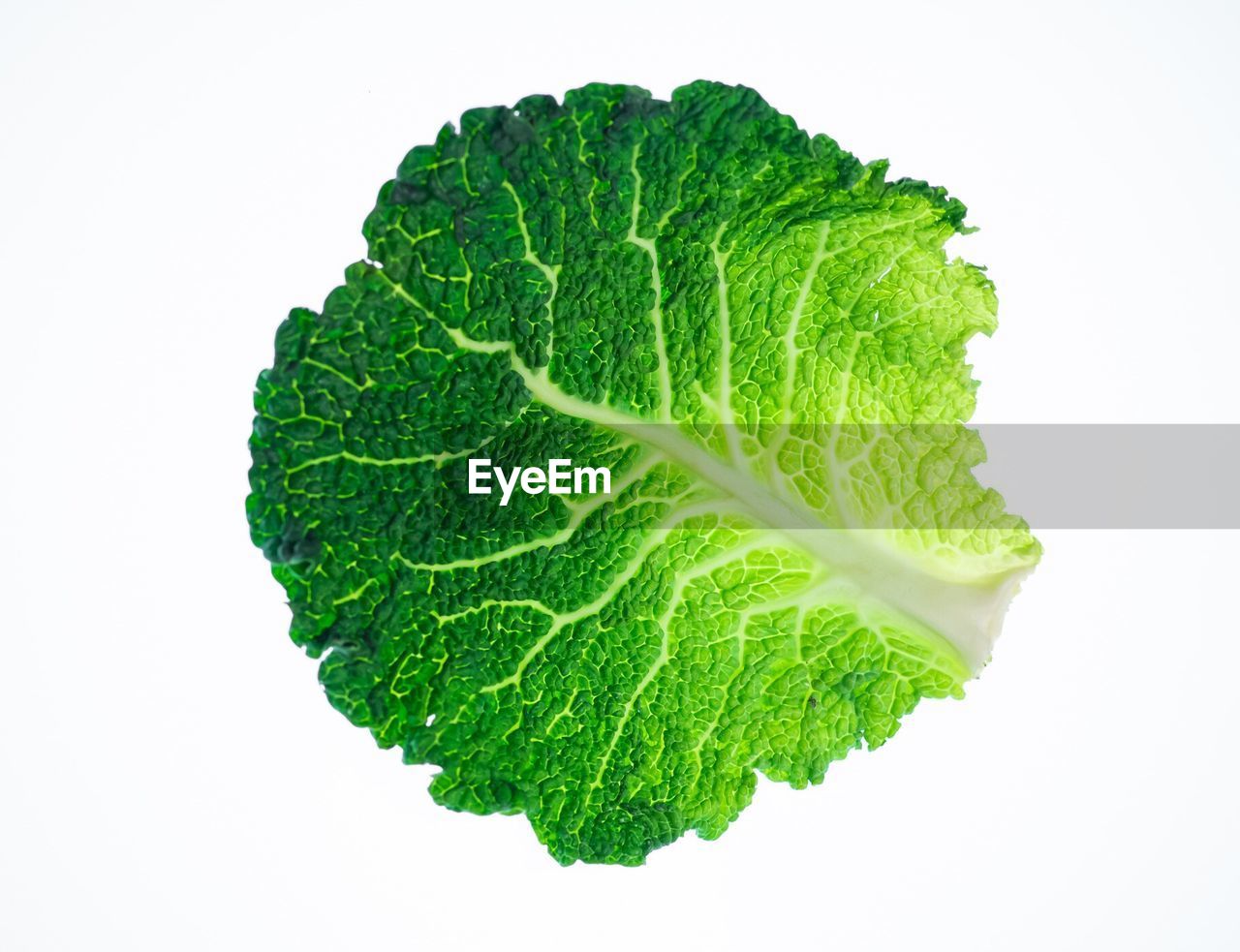 Close-up of green cabbage leaf over white background