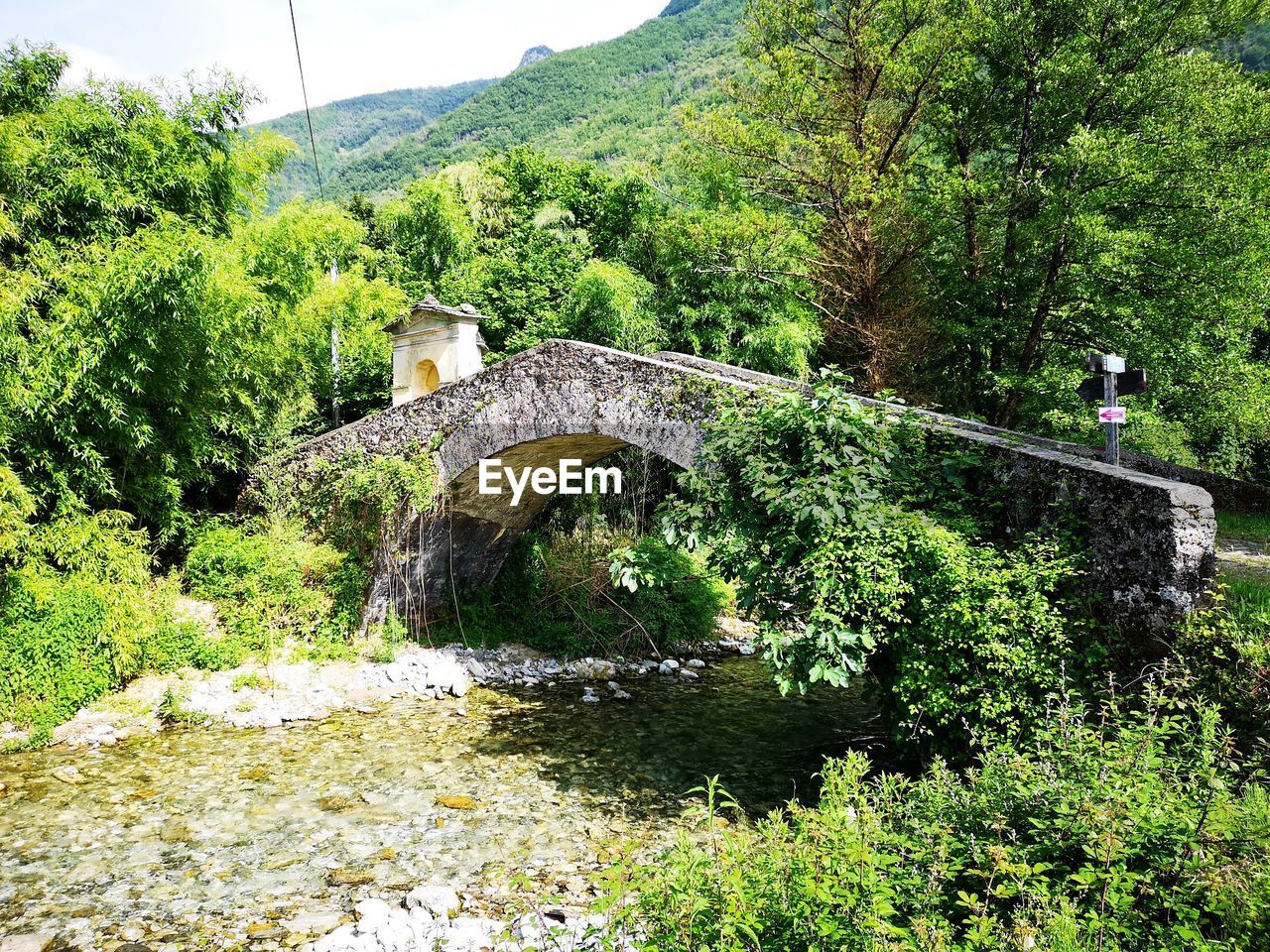 Bridge over river amidst trees in forest