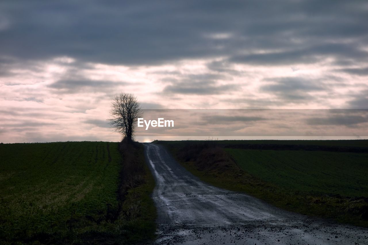 Single leafless tree next to a muddy country road in winter at sunset