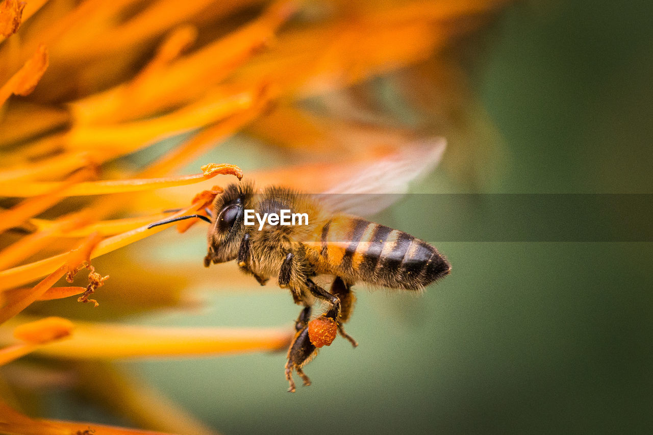 Close-up of bee pollinating on flower