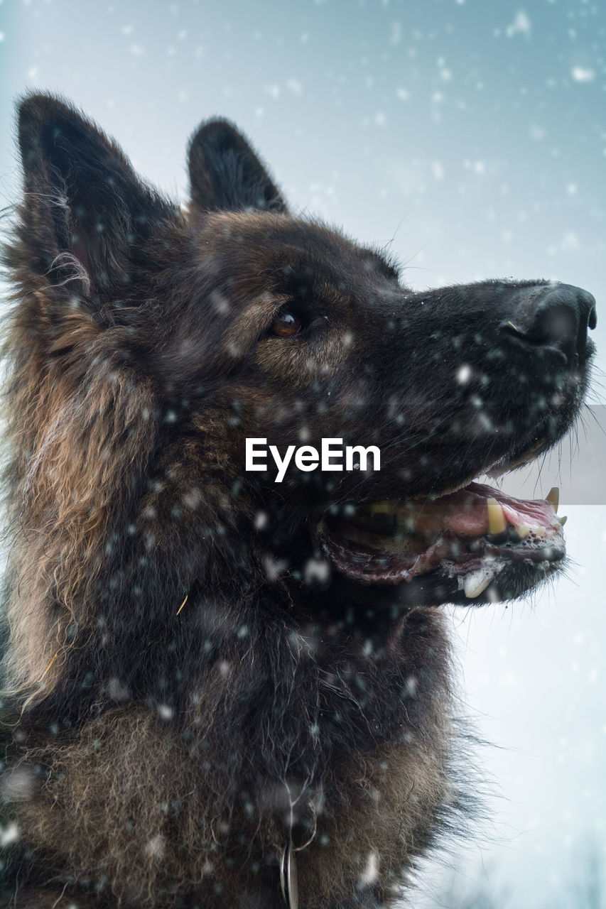 Close-up of german shepherd during winter