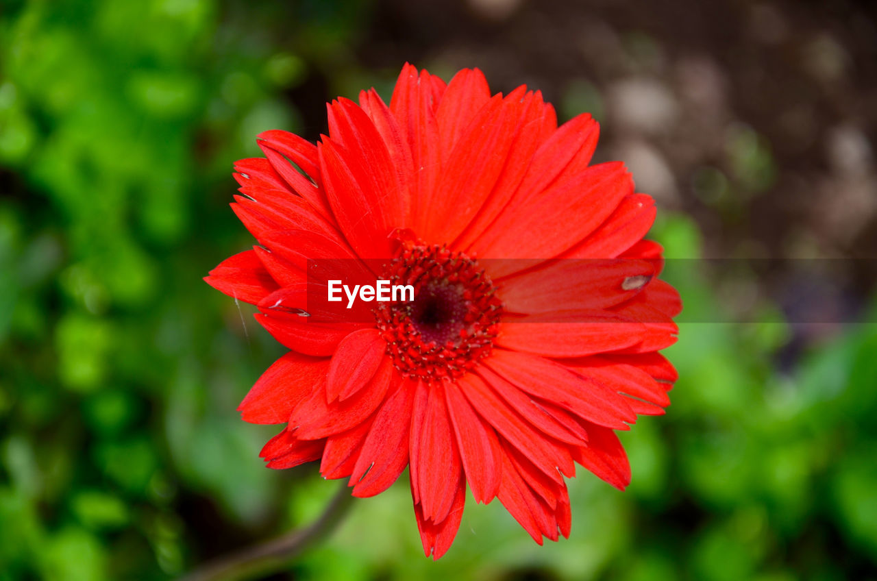 CLOSE-UP OF RED DAHLIA BLOOMING OUTDOORS
