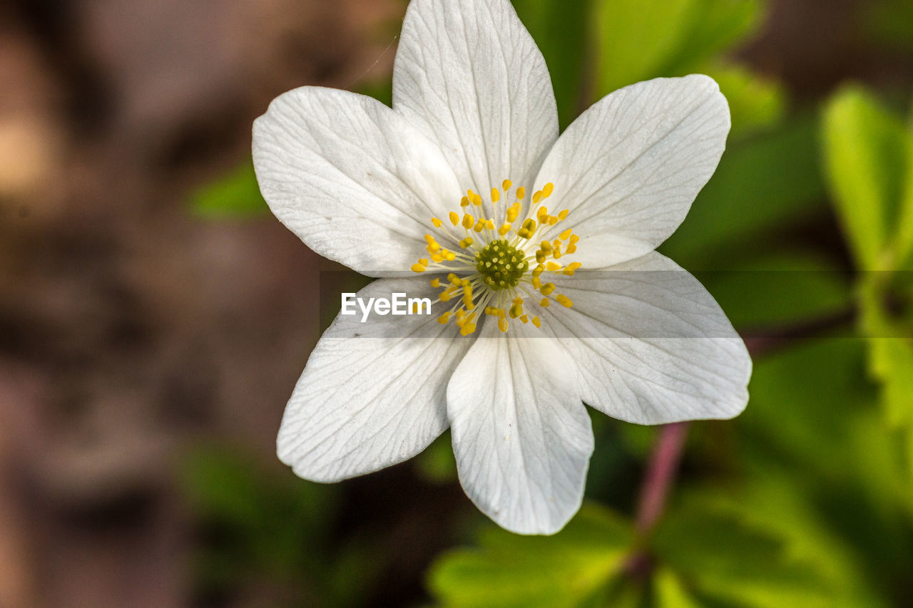 CLOSE-UP OF WHITE FLOWER