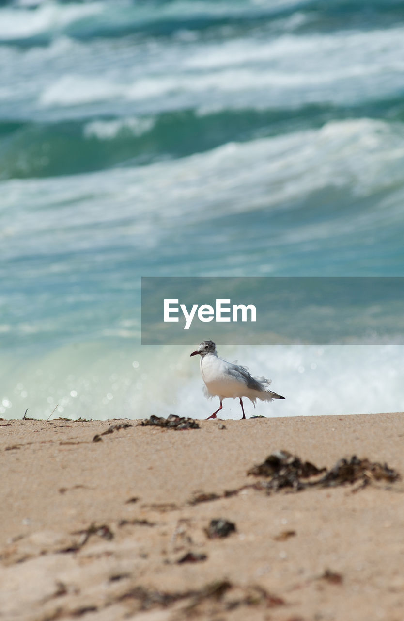 Seagull perching on a beach