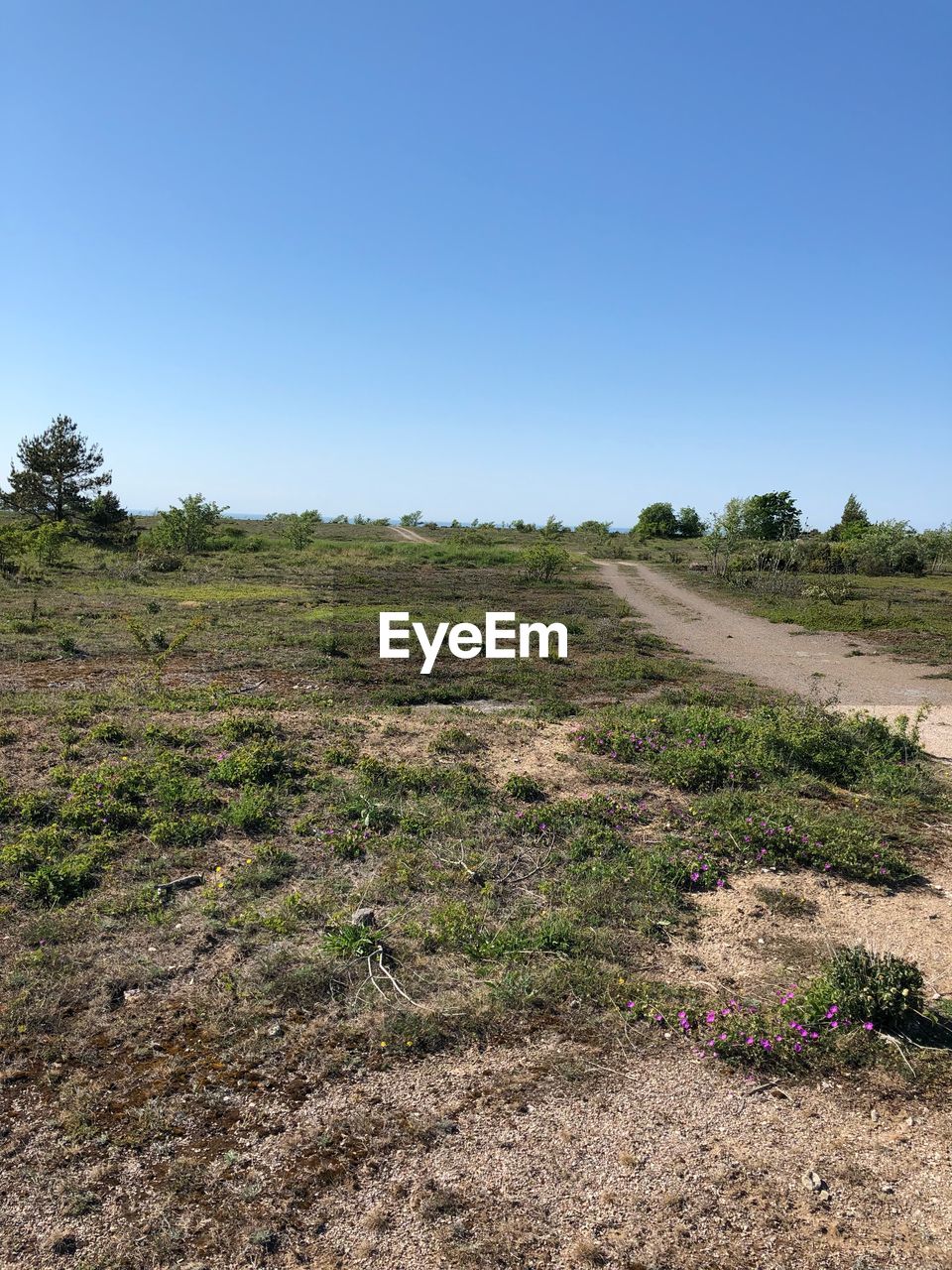 SCENIC VIEW OF FIELD AGAINST CLEAR SKY