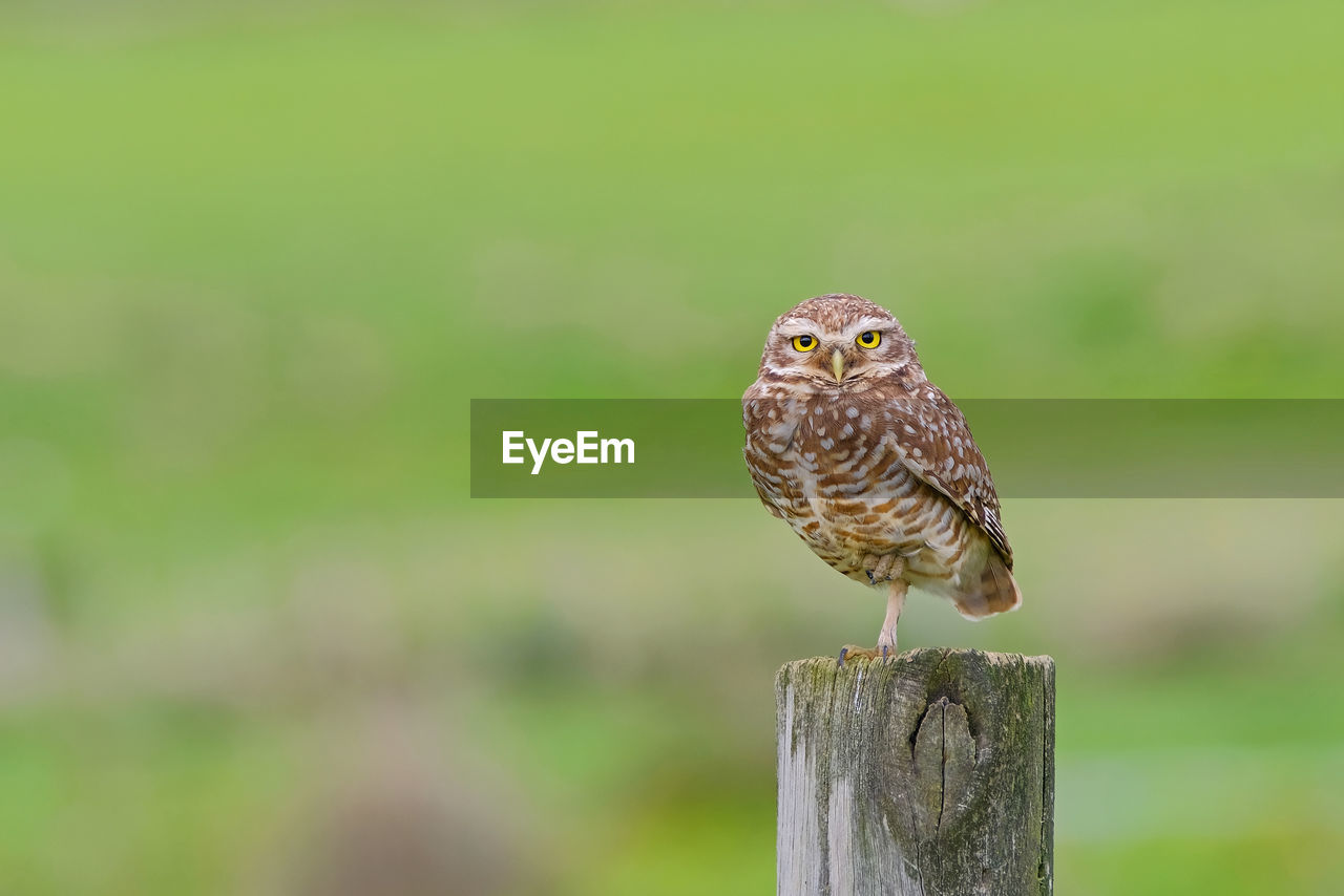 CLOSE-UP OF A BIRD PERCHING ON WOODEN POST