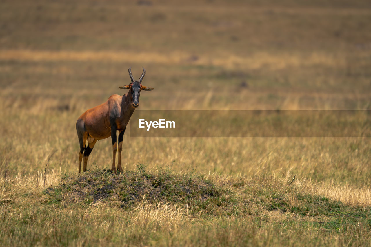 side view of deer standing on field