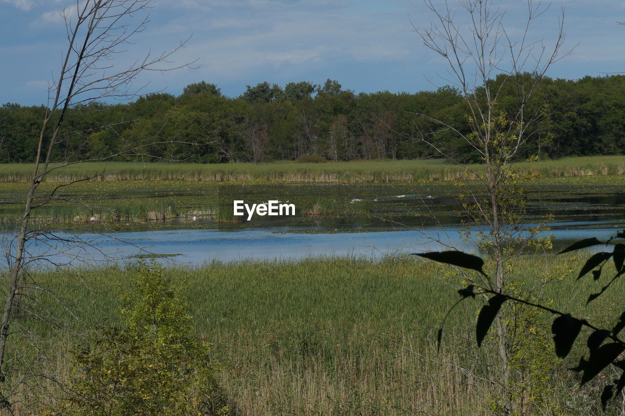 SCENIC VIEW OF LAKE AGAINST TREES