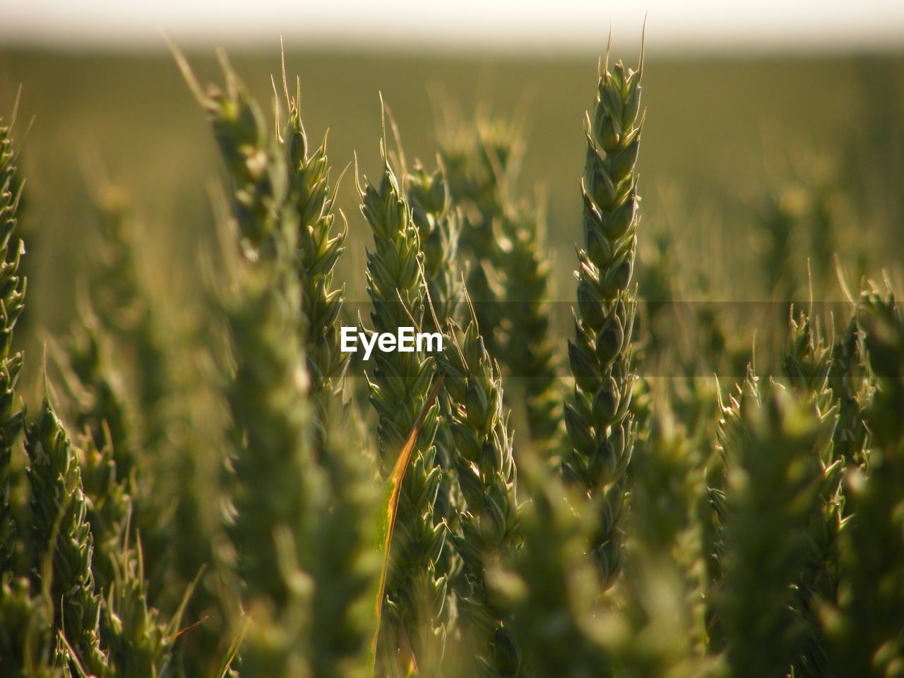 Close-up of wheat crops growing on field
