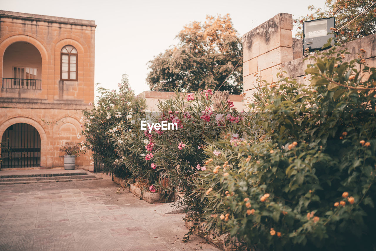 FLOWERING TREE BY BUILDING