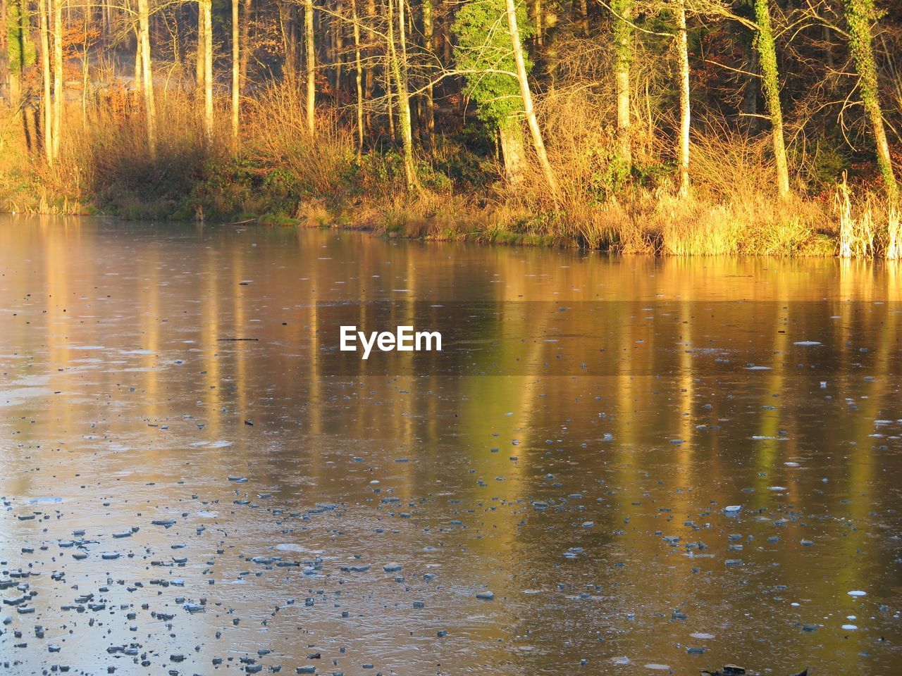 CLOSE-UP OF DUCKS BY TREES