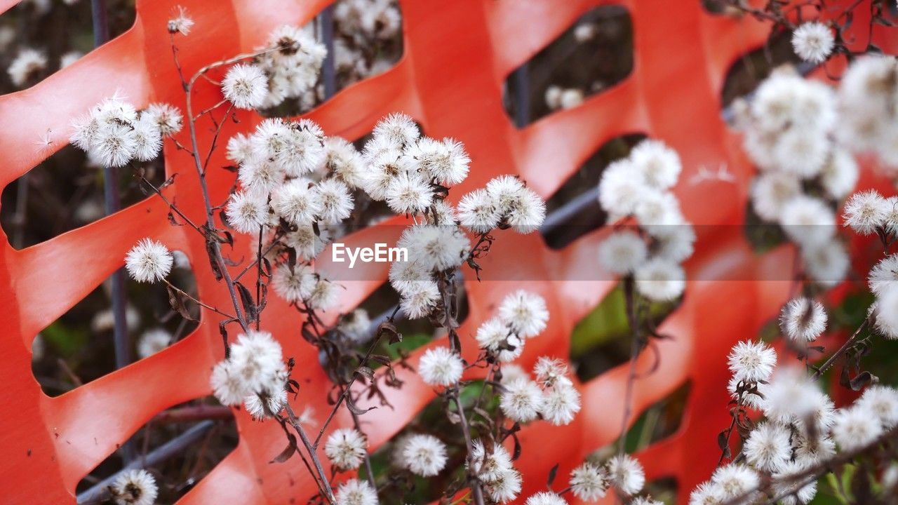 red, flower, plant, branch, blossom, spring, nature, growth, day, no people, macro photography, close-up, beauty in nature, snow, flowering plant, winter, white, cold temperature, outdoors, freshness, leaf, selective focus, focus on foreground, tree, frost