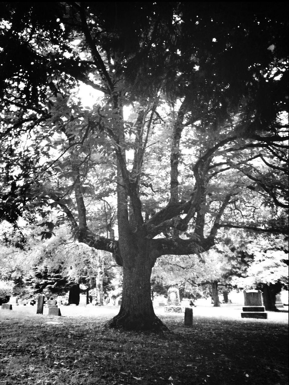 Tree in graveyard