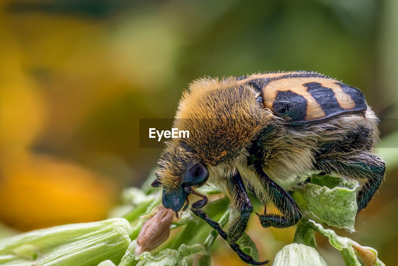 CLOSE-UP OF HONEY BEE POLLINATING ON FLOWER