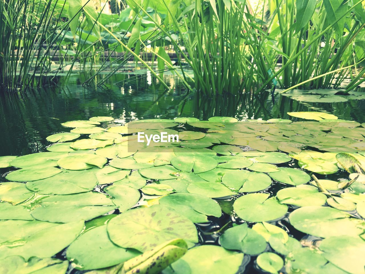 High angle view of pond