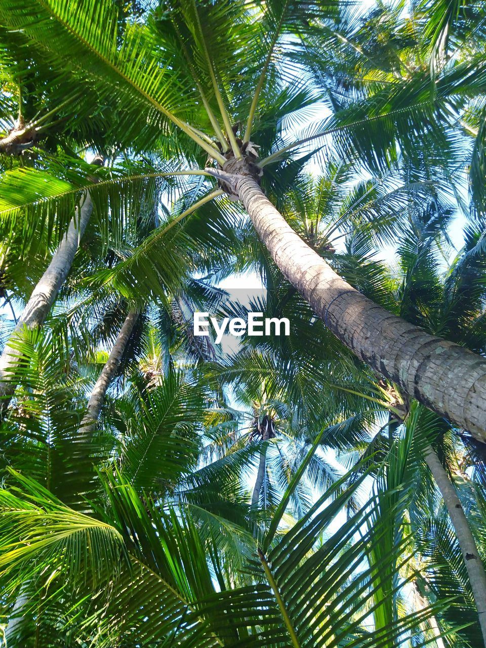 LOW ANGLE VIEW OF PALM TREES AGAINST SKY