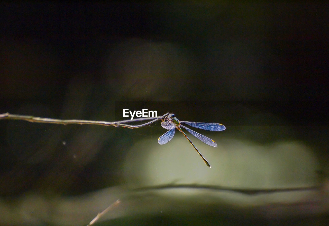 CLOSE-UP OF DRAGONFLY ON LEAF