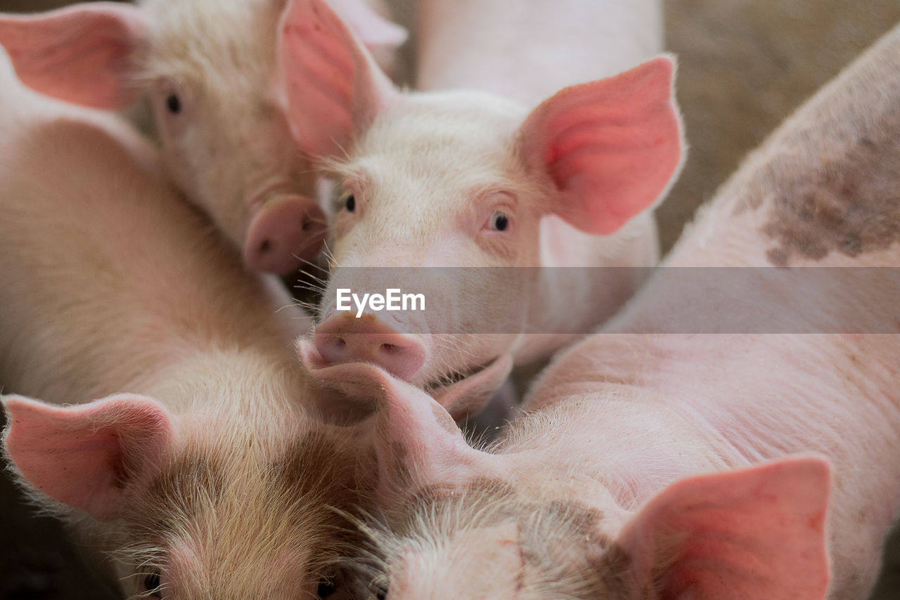 Small pigs at the farm,swine in the stall. meat industry.