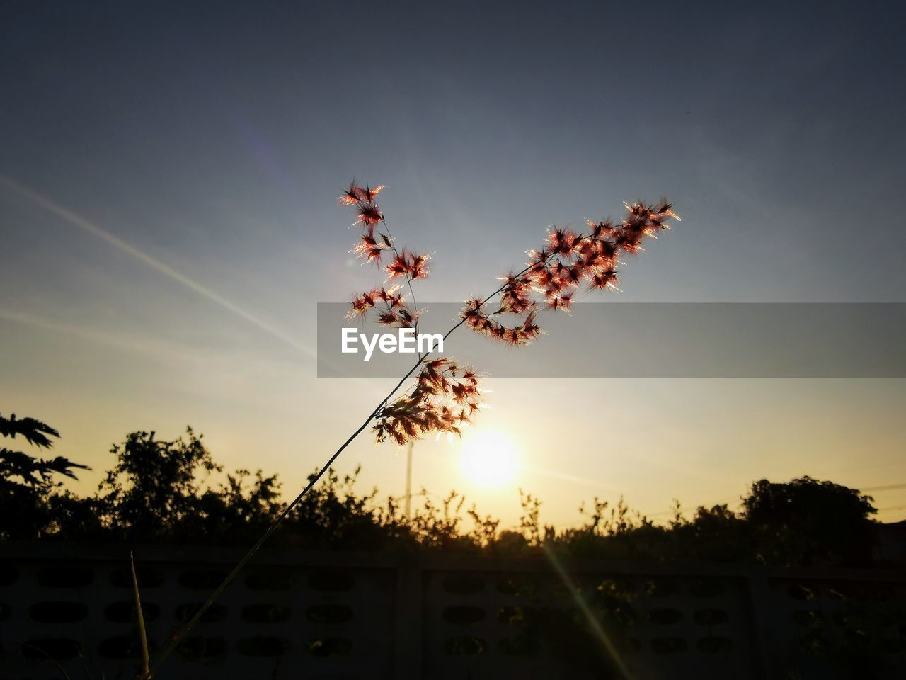 LOW ANGLE VIEW OF SILHOUETTE PLANT AGAINST SKY DURING SUNSET