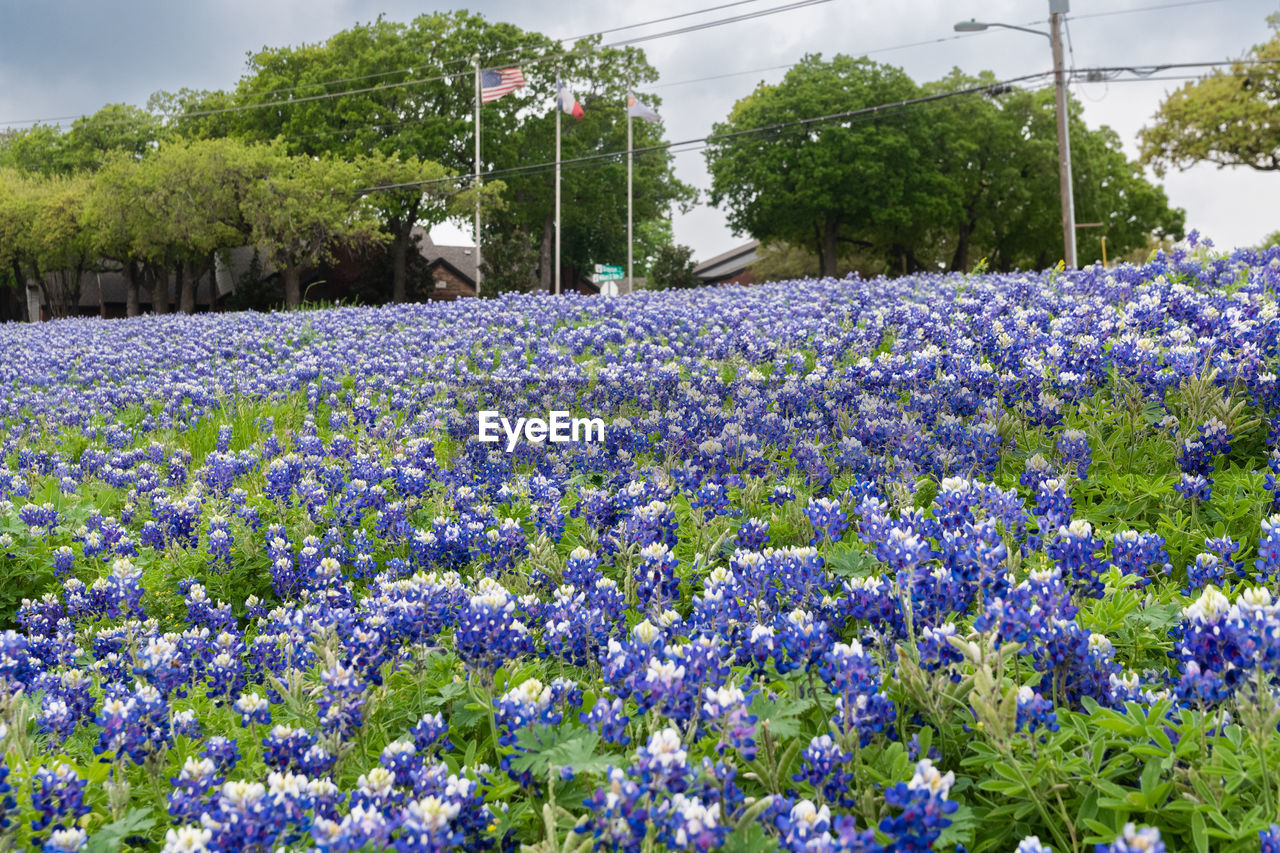 plant, flower, flowering plant, beauty in nature, freshness, growth, nature, purple, land, field, fragility, no people, abundance, sky, tree, day, environment, botany, landscape, cloud, flowerbed, outdoors, agriculture, springtime, blue