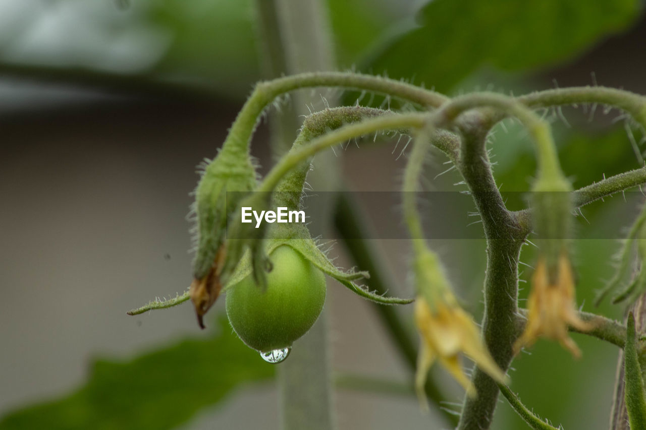 Close-up of water drop on bud