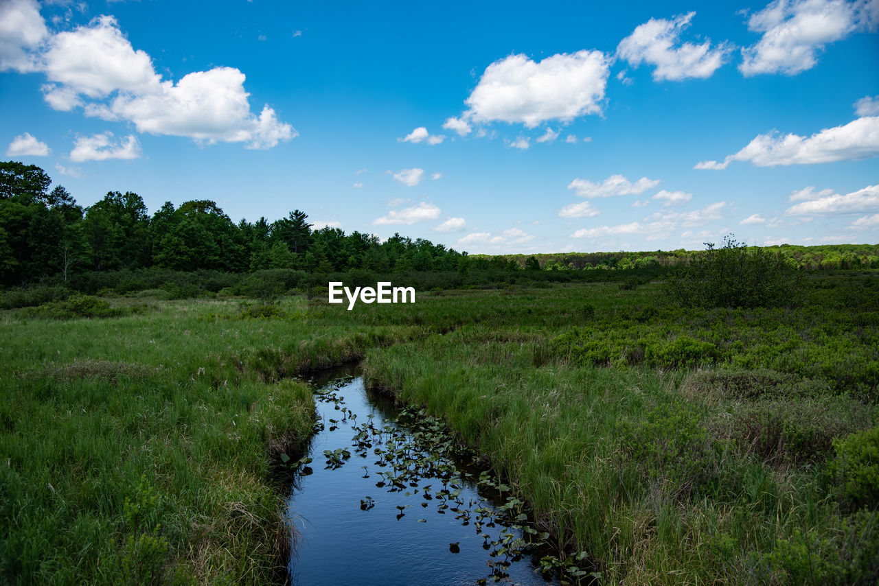 SCENIC VIEW OF SWAMP BY FIELD AGAINST SKY