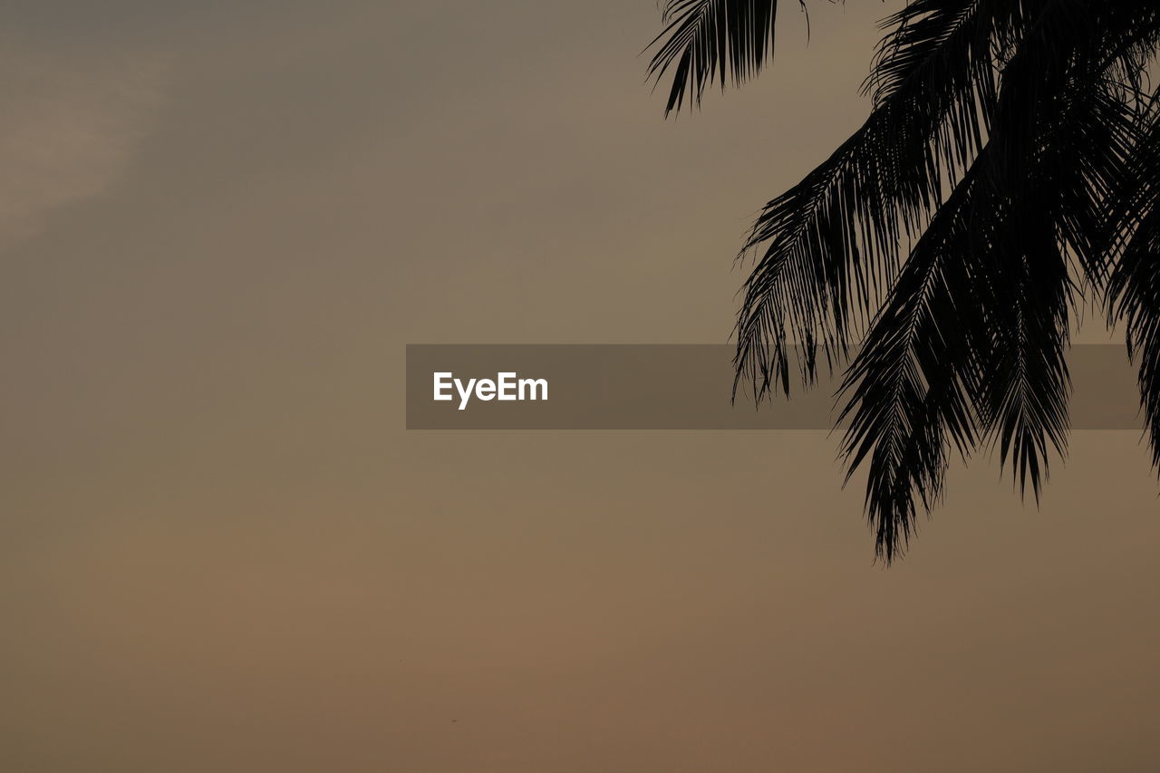 LOW ANGLE VIEW OF SILHOUETTE PALM TREES AGAINST SKY