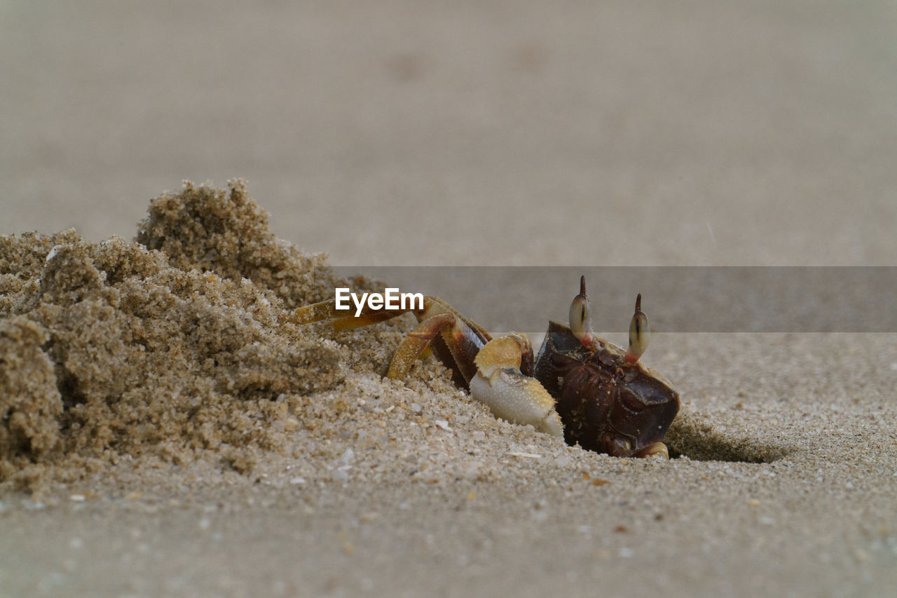 animal themes, sand, animal, animal wildlife, wildlife, land, beach, one animal, crab, macro photography, nature, crustacean, sea, no people, close-up, insect, day, food, outdoors, selective focus, sea life, marine, hermit crab, water