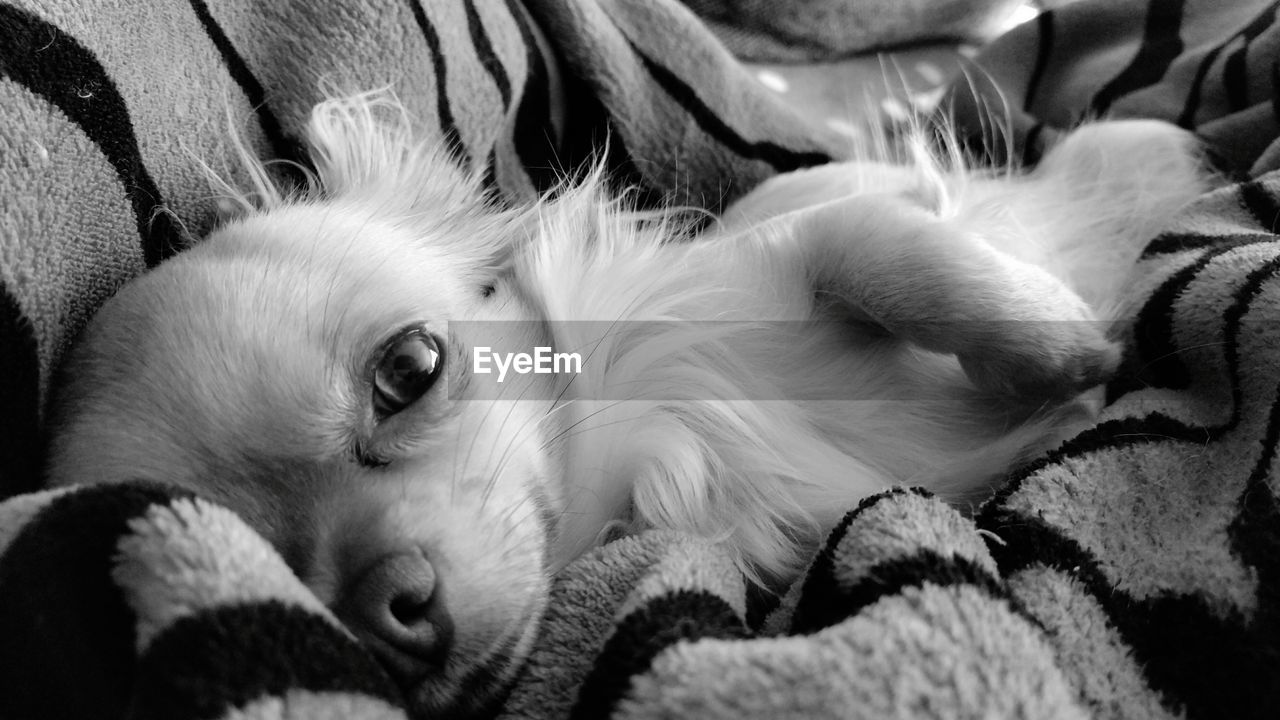 Portrait of cute chihuahua lying on sofa at home