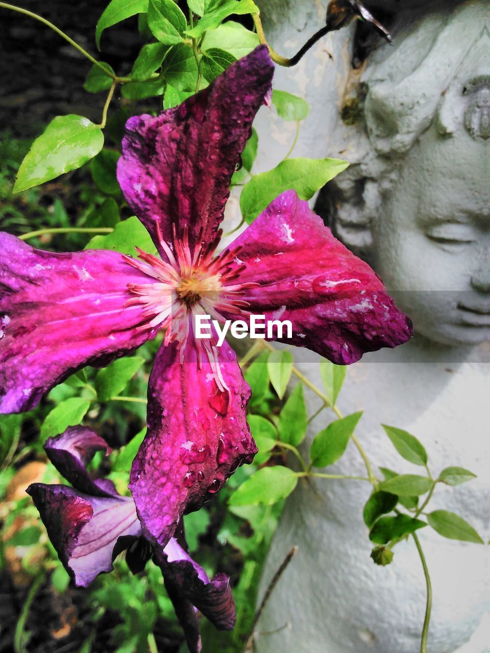 Close-up of purple flowers blooming outdoors