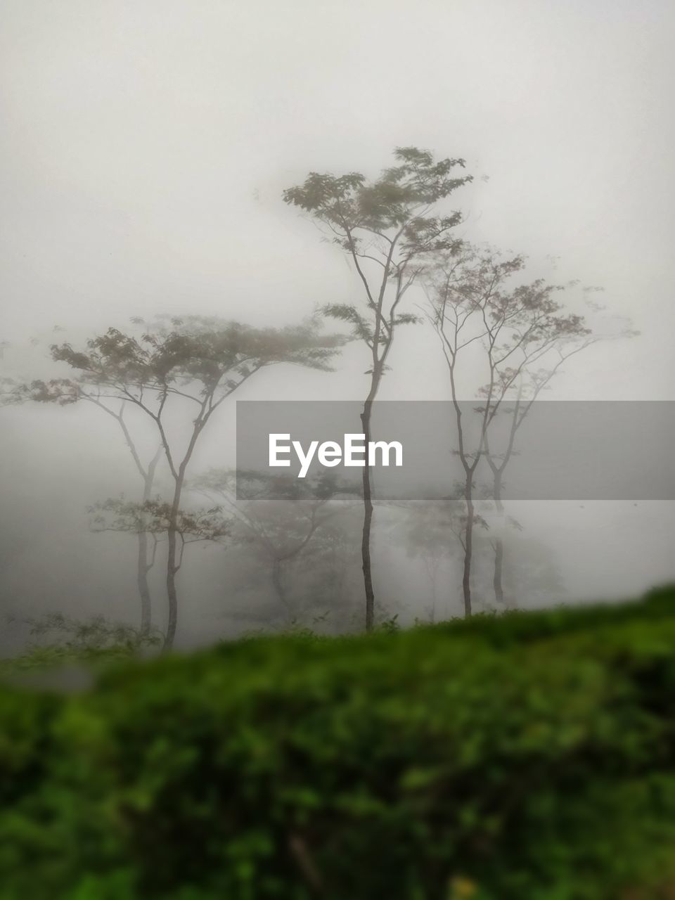 TREES ON FIELD AGAINST FOGGY WEATHER