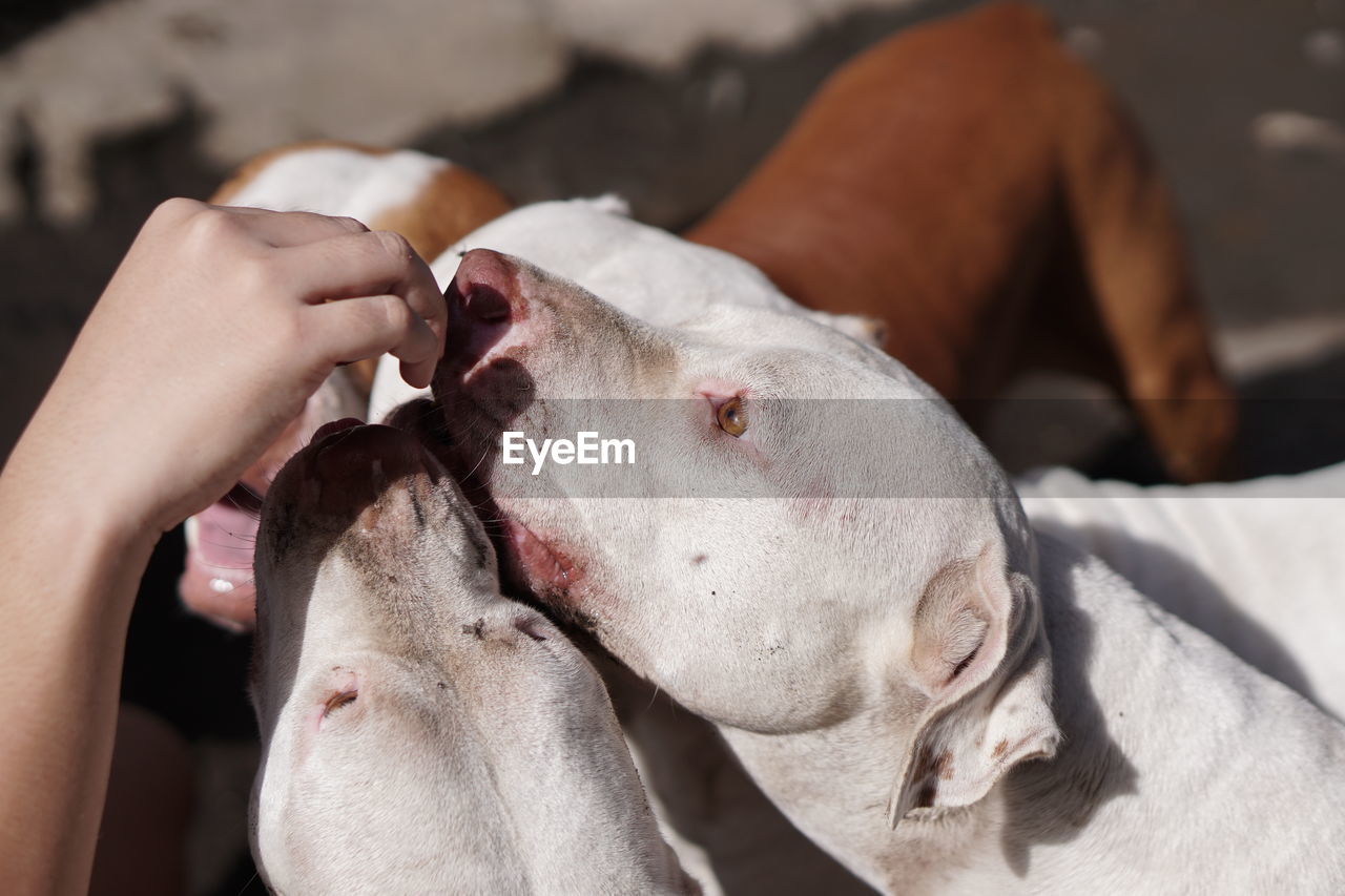 Cropped hand of woman touching dogs