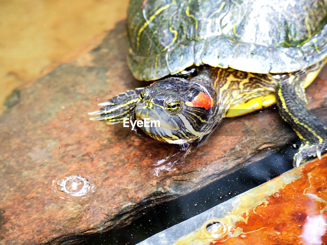 High angle view of tortoise in water