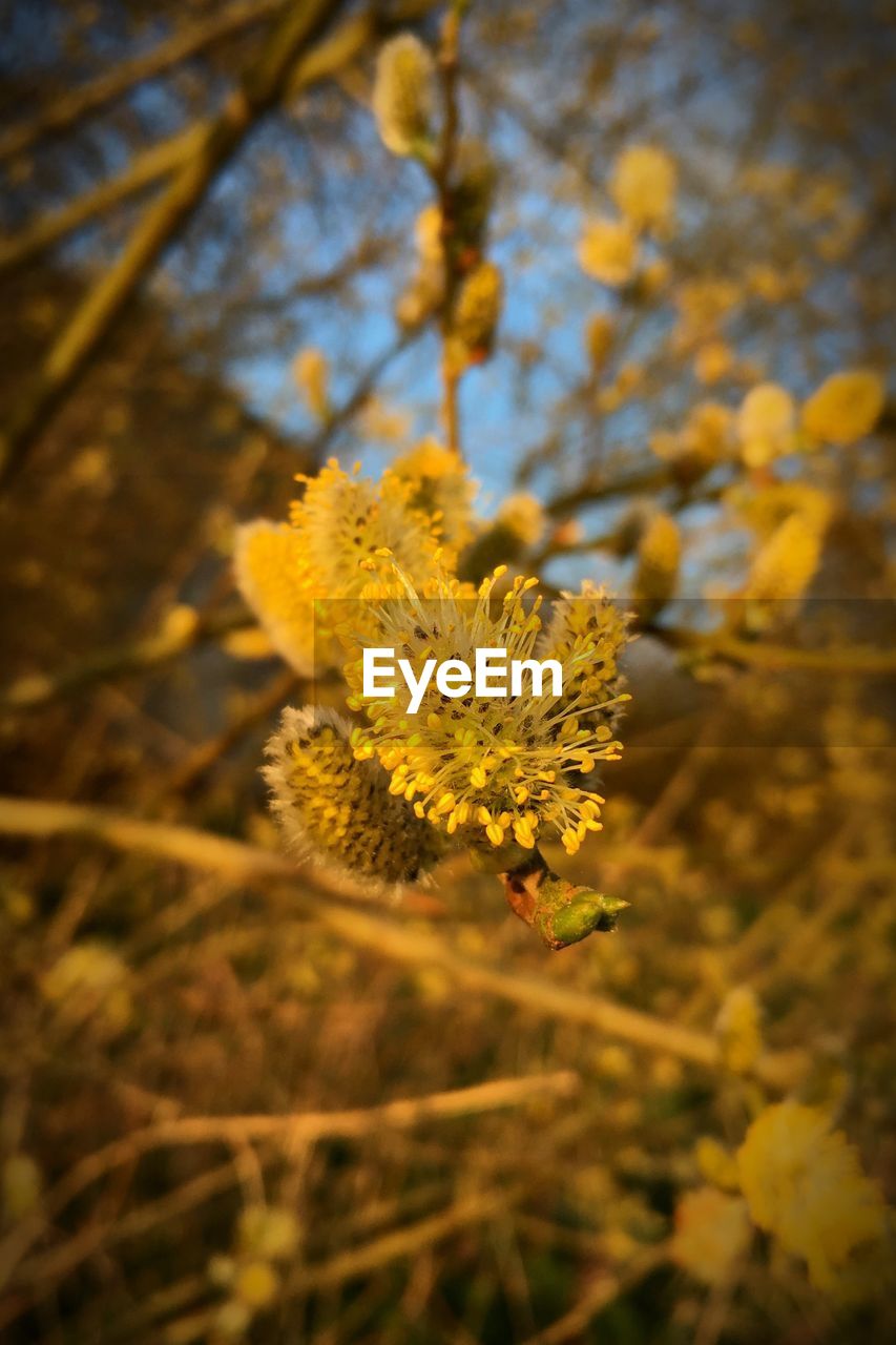 CLOSE-UP OF YELLOW FLOWERS