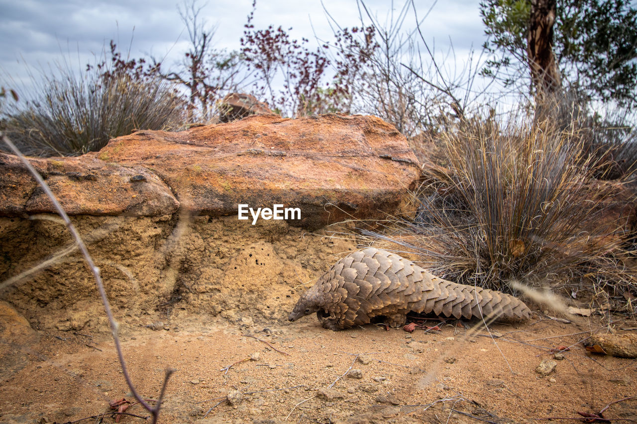 VIEW OF LIZARD ON FIELD