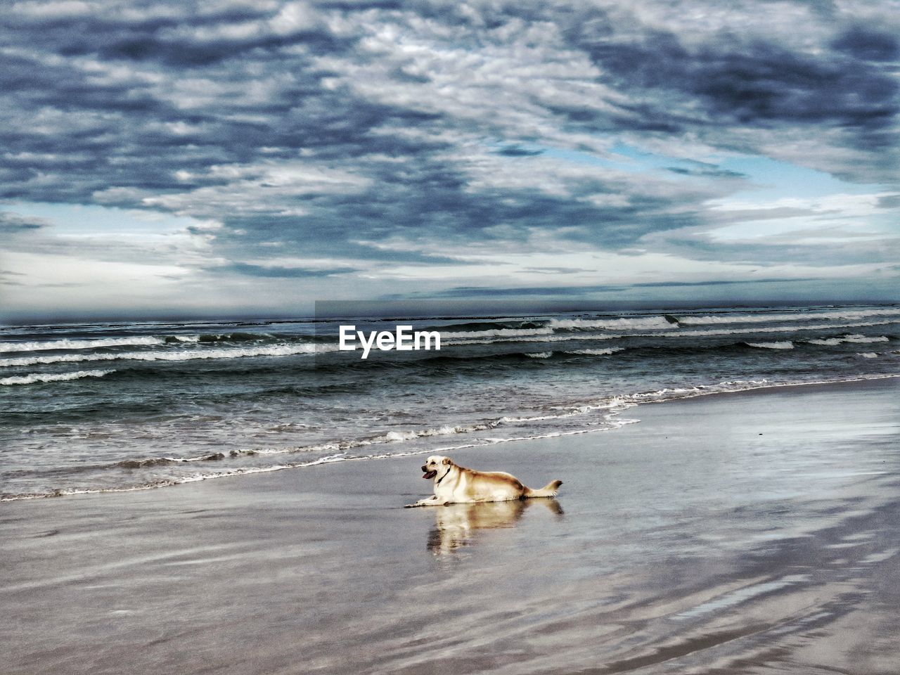 VIEW OF DOG ON BEACH