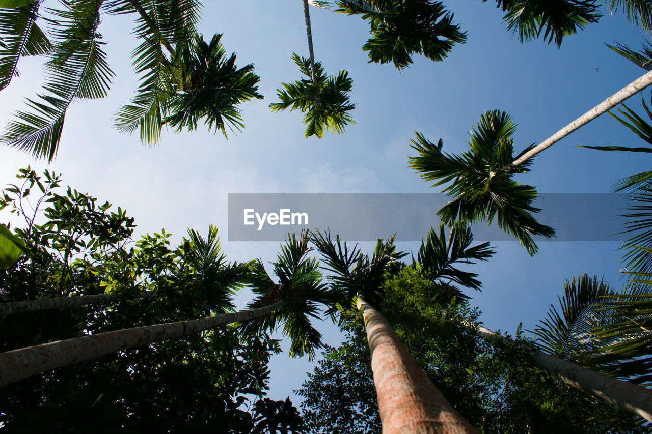 Low angle view of arecanut trees against sky